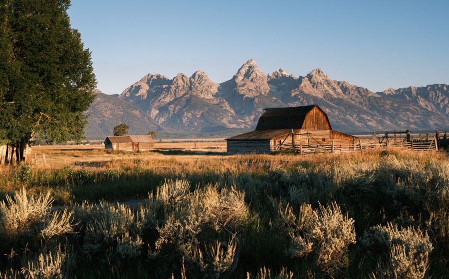 Organic Beard Oil by Luther Taylor Tobacco and woody-herbal